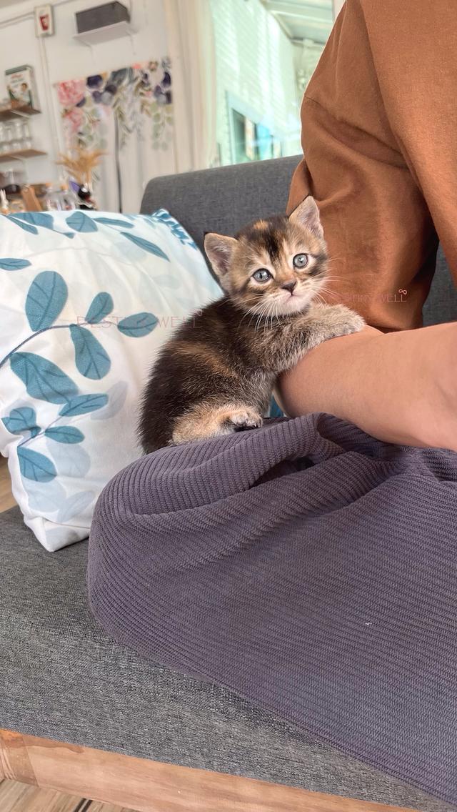 แมวสก๊อตติชโฟลด์ มีใบเพด scfc รูปที่ 8