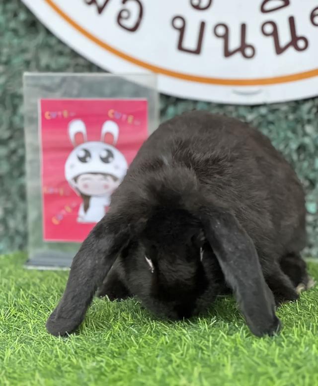 กระต่ายยักษ์ สีดำ 2