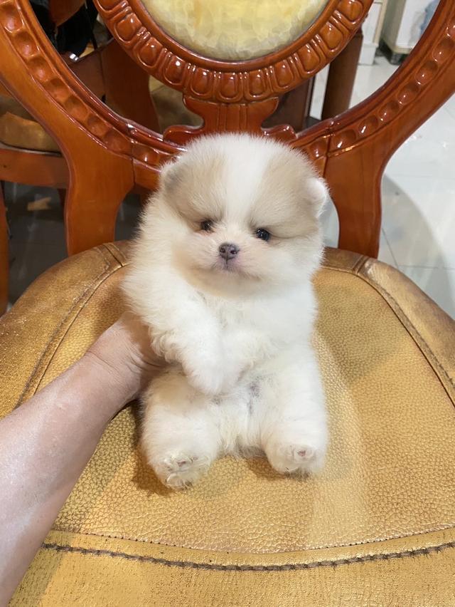 ลูกปอมแท้ น่ารัก พร้อมส่ง มาดูตัวจริงได้