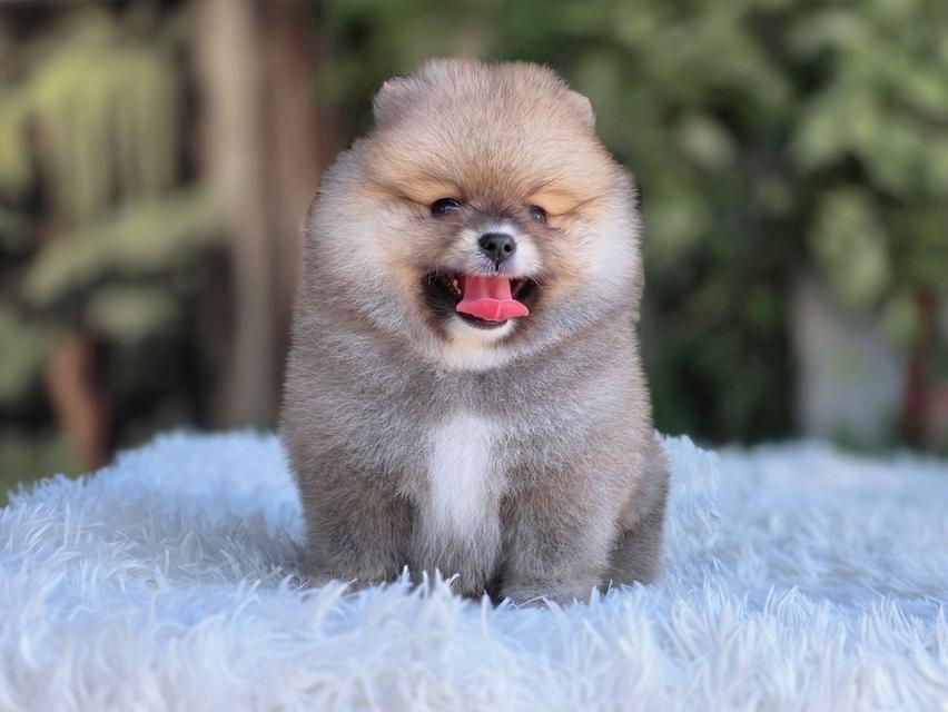 ปอมเมอเรเนียนแท้ เพศเมีย สีส้ม รูปที่ 7