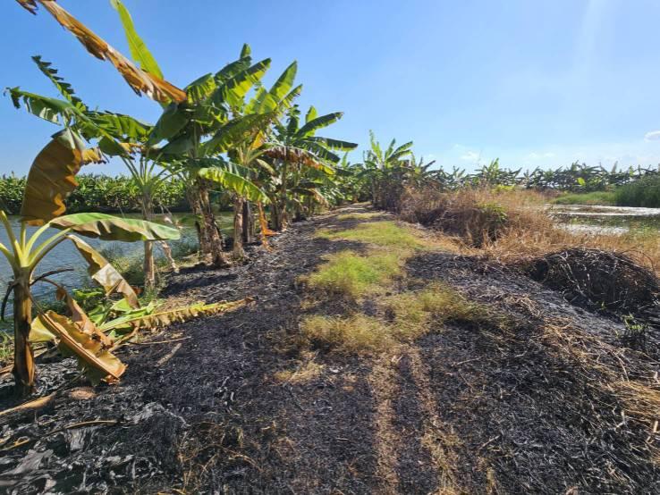 ขายที่ดิน 1 ไร่ ซอยวัดบัวโรย สมุทรปราการ 7