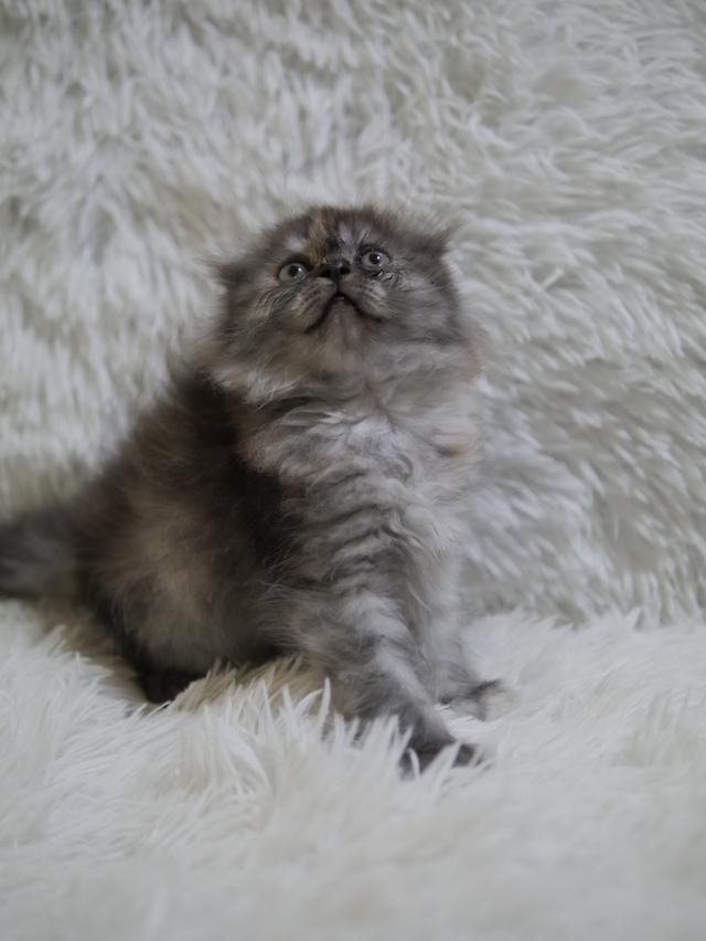 น้องแมวสก๊อตติส หูดีด