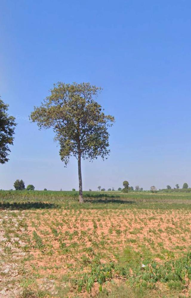 ขายที่ดิน105ไร่ตำบลลุงเขว้าหนองบุญมากจังหวัดนครราชสีมา 2