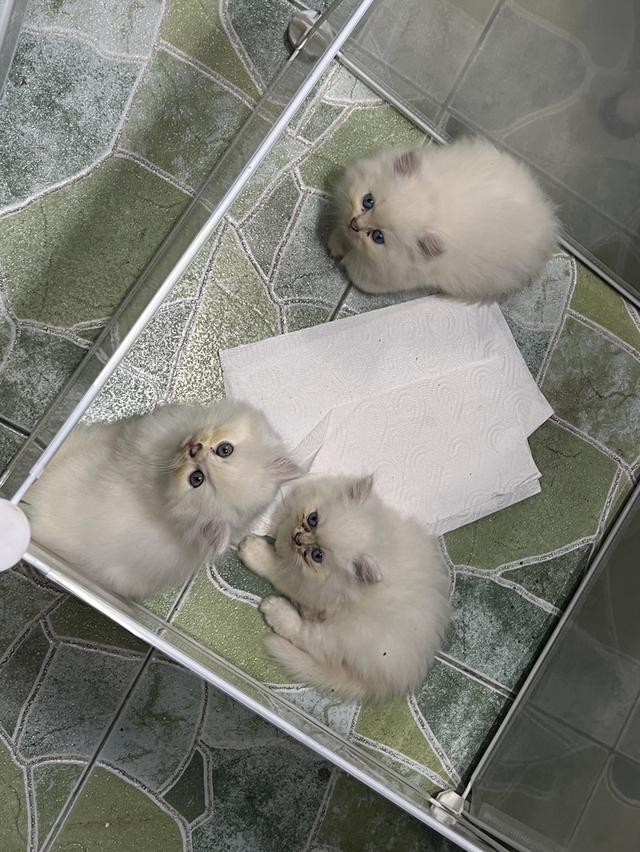 แมว ขนหนาๆฟูๆตาฟ้าๆ