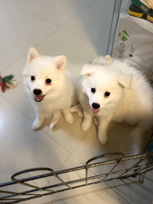 Japanese Spitz 6