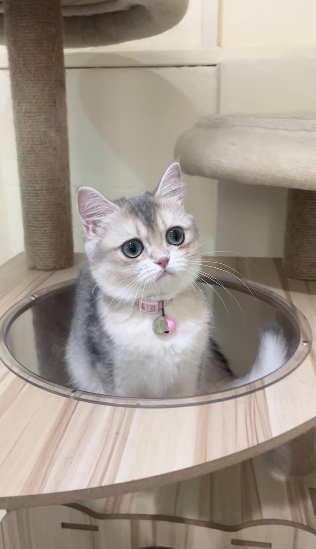 ดญ.บริติช(AY)พร้อมย้าย 3