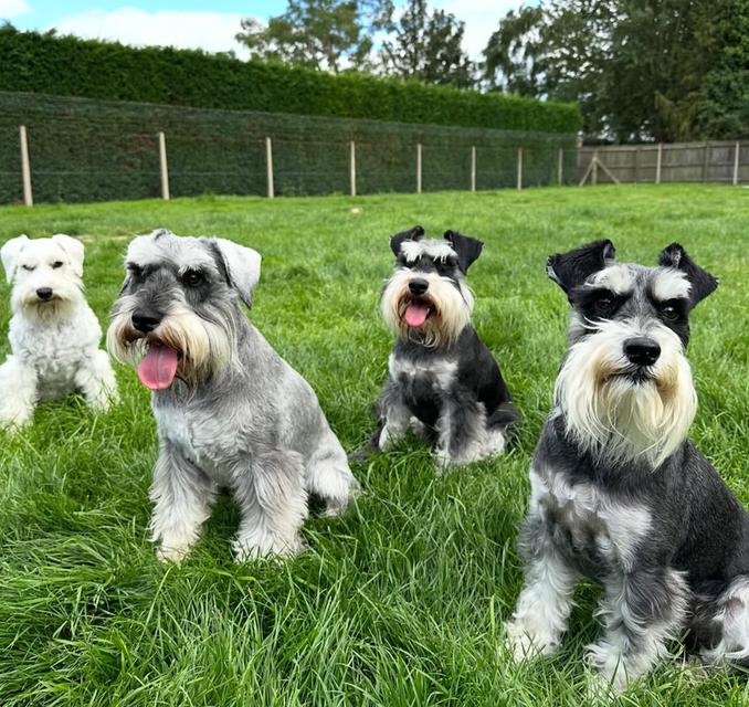 ขายสุนัข Schnauzer พันธุ์แท้ 100% นำเข้าทุกตัว