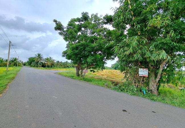 ขายที่ดิน บึงเทพยา ตำบลบางน้ำเปรี้ยว อำเภอบางน้ำเปรี้ยว ฉะเชิงเทรา 2