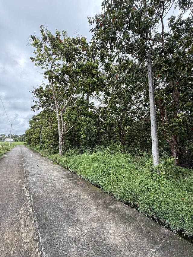 ที่ดินพื้นที่จันทบุรี 3