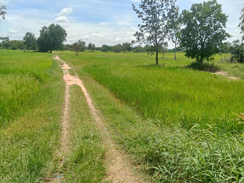 ที่ดินอ.ด่านขุนทดจังหวัดนครราชสีมา 15 ไร่ 2 งาน 39 ตรว ไร่ละ 300,000 2