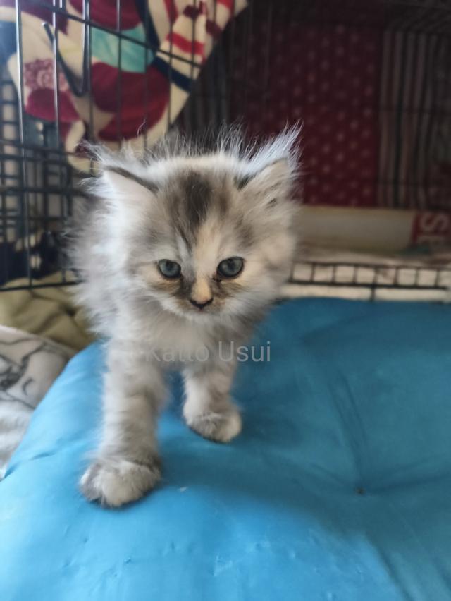 ลูกแมวเปอร์เซีย กทม ลาดพร้าว 3