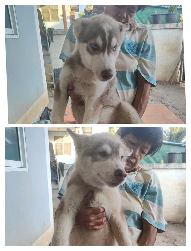 ไซบีเรียนฮัสกี้น่ารักๆ