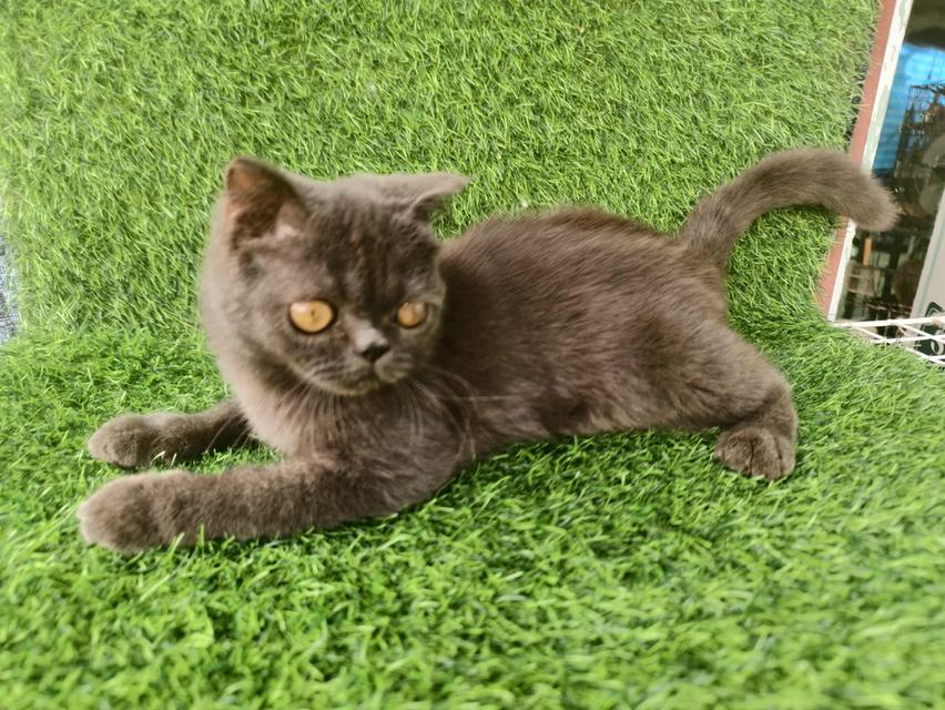 น้อง เอ๊กโซติก เพศชาย 4