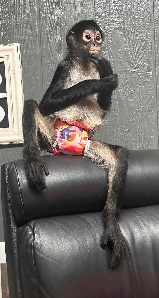 Spider Monkeys Available รูปที่ 2