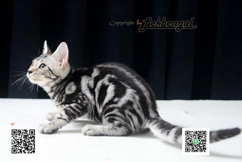 อเมริกันชอตแฮร์ พันธุ์แท้ สีซิลเวอร์ เพศผู้  5