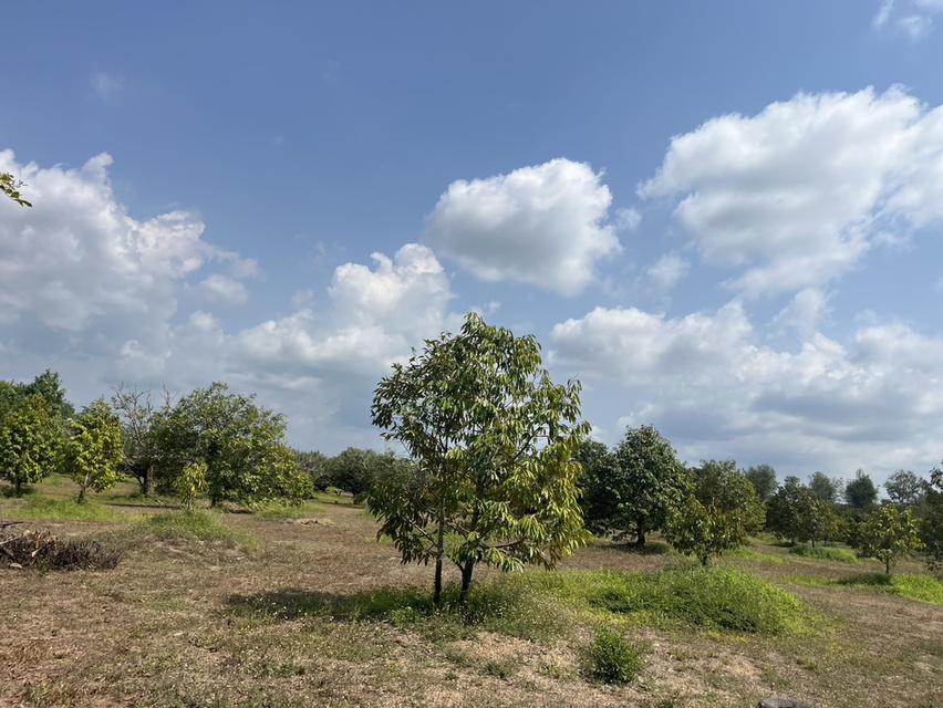 🌳 ขายสวนผลไม้ อำเภอนายายอาม จ.จันทบุรี 🌳 1