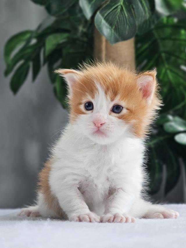 ลูกแมวเมนคูน แท้