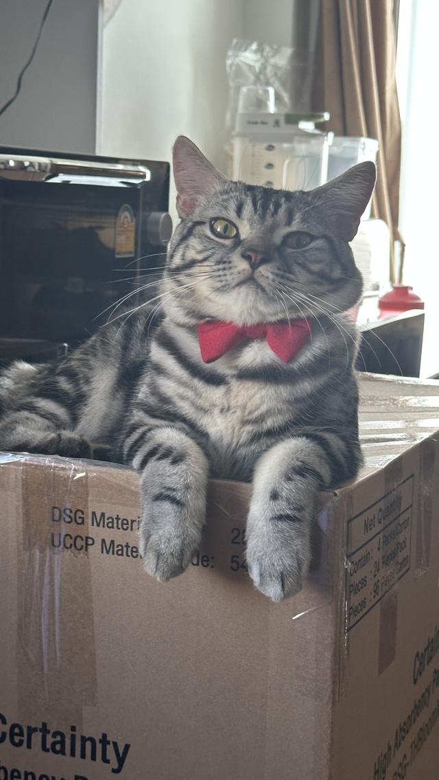 น้องแมวอเมริกัน ช็อตแฮร์ และบริติช ช็อตแฮร์ แท้ 💯