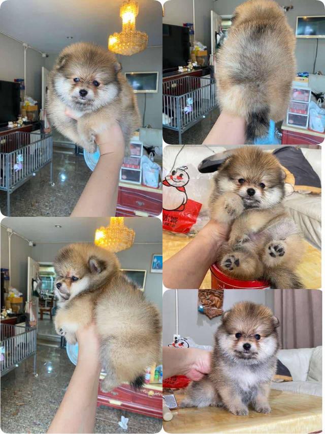 จำหน่ายลูกปอมเมอเรเนียนแท้ ส่งฟรี มีประกันสุขภาพ 10