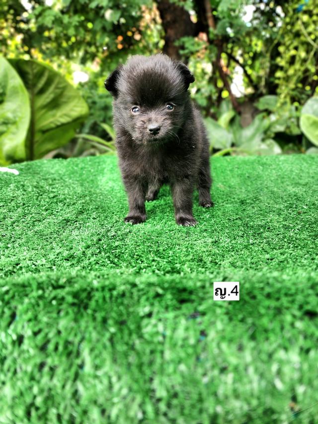 ชิวาวาผสมปอม ไซส์เล็กอุดร รูปที่ 6