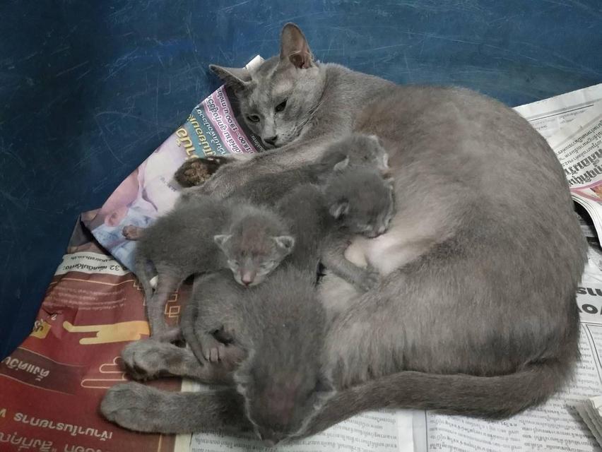 เด็กแรกเกิด แมวสีสวาด 3