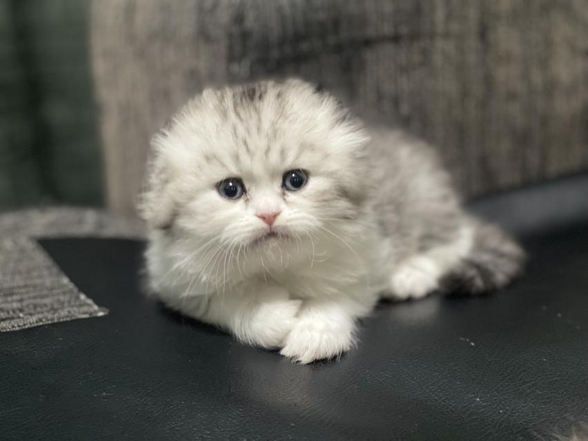 น้องแมวหูพับน่ารัก(หญิง)พร้อมย้ายบ้าน 12