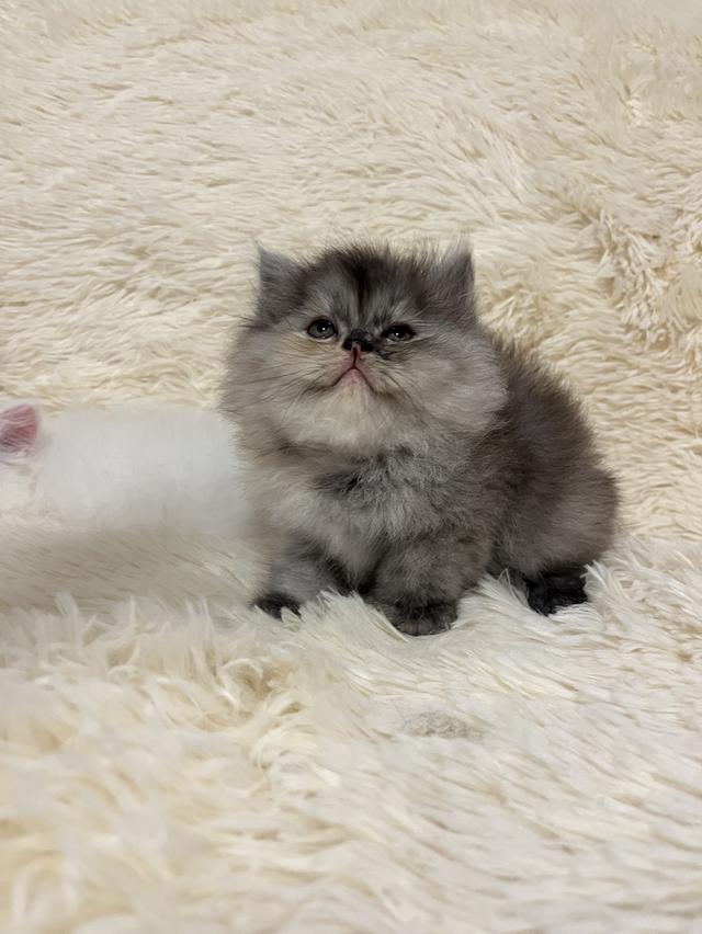 แมวเปอร์เซีย 😊🤭😆😁่ี่ 5