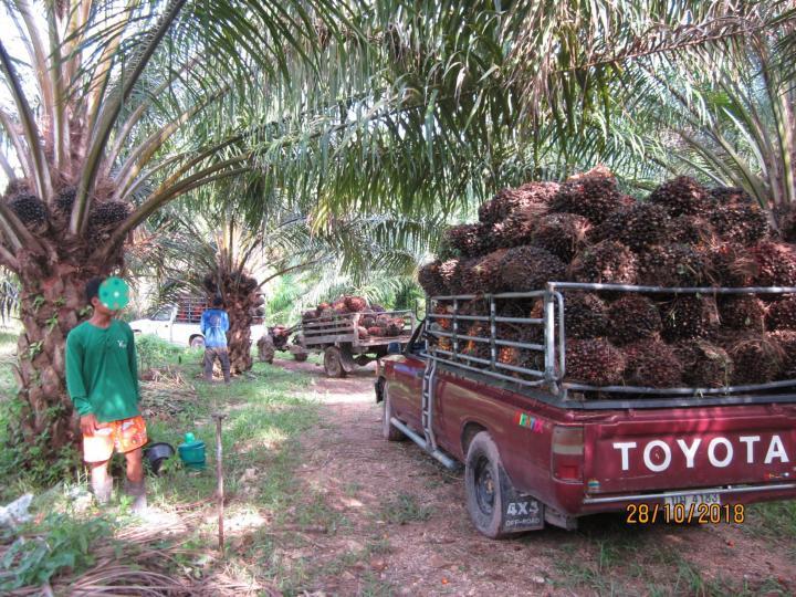 ขายสวนปาล์มสวนยาง โฉนด 25 ไร่ สะพลี ปะทิว ชุมพร 4