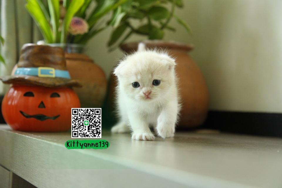 แมวสก็อตติชโฟลด์แท้พ่อพกใบwcf 10