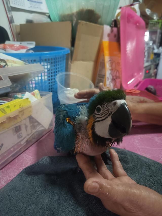 บลูโกล Blue and Gold Macaw