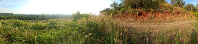 สวนลำใย 31ไร่3งาน ที่ดินวิวสวยที่บนเขา ท้ายสวนมีฝายน้ำ 11