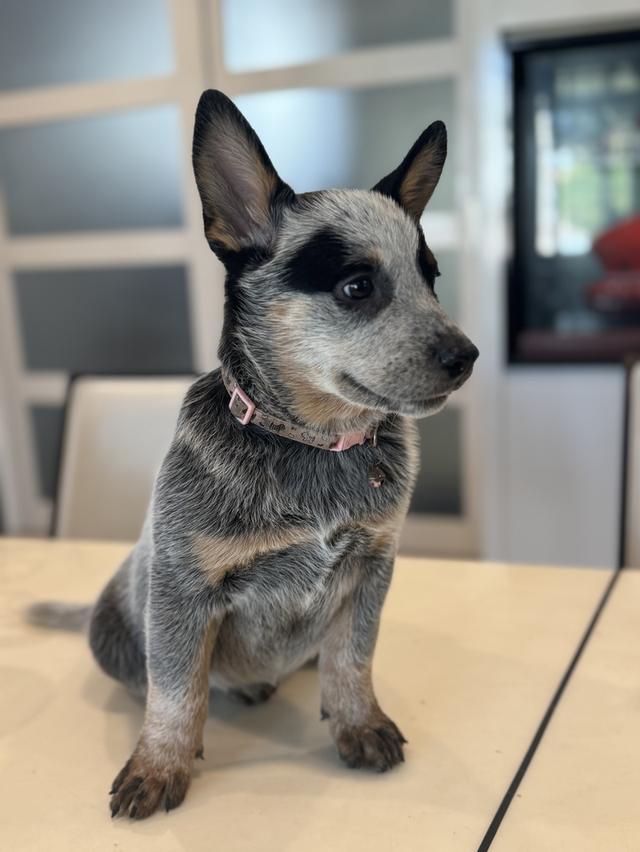 สุนัข Australian Cattle Dog