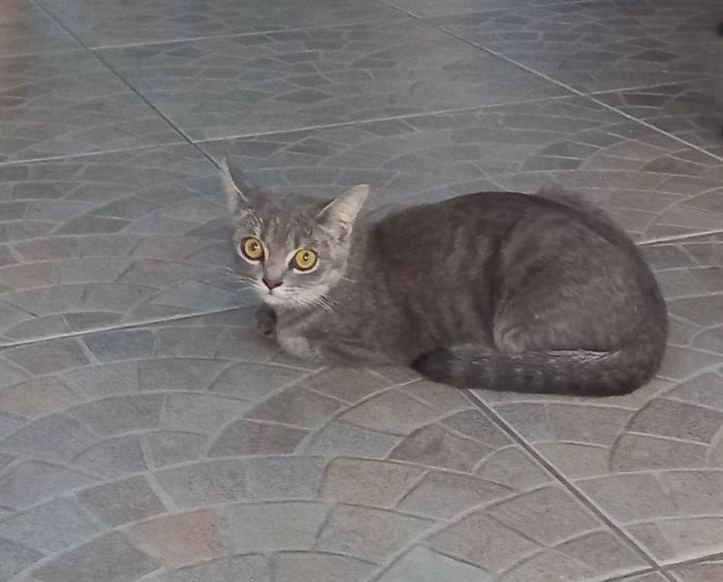 แมว พันธ์ผสม วิเชียรมาศ กะ สก็อตติส รูปที่ 4