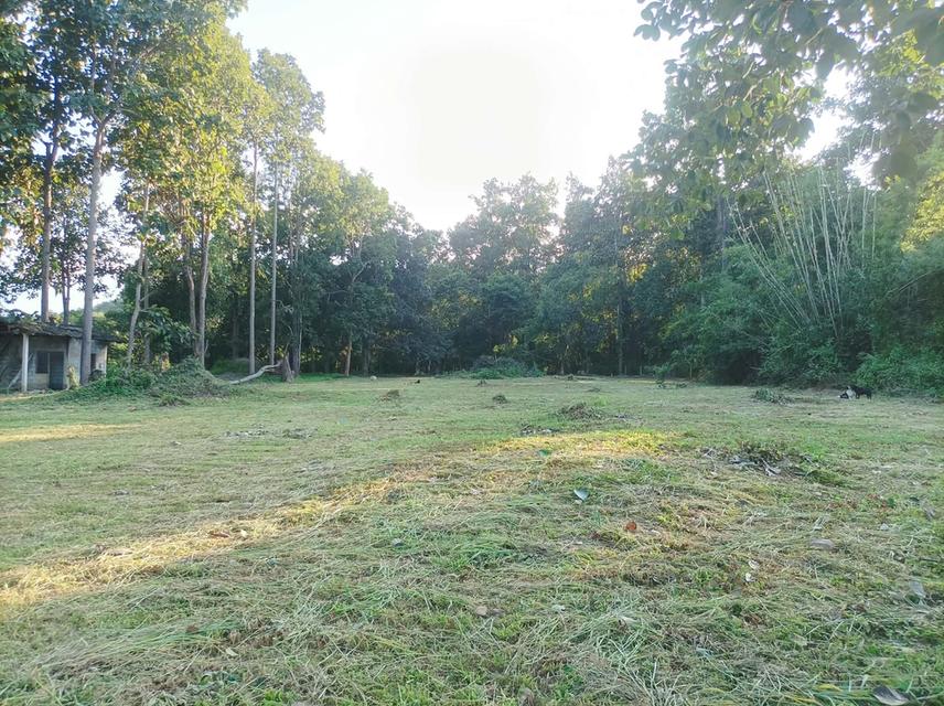 ขายที่ดิน 1ไร่3งาน ต.เชิงดอย อ.ดอยสะเก็ด จ.เชียงใหม่ 5