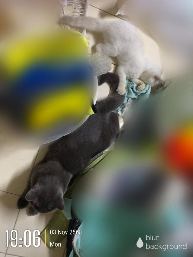 ลูกแมวพันธุ์บริติช ช็อตแฮร์ 10