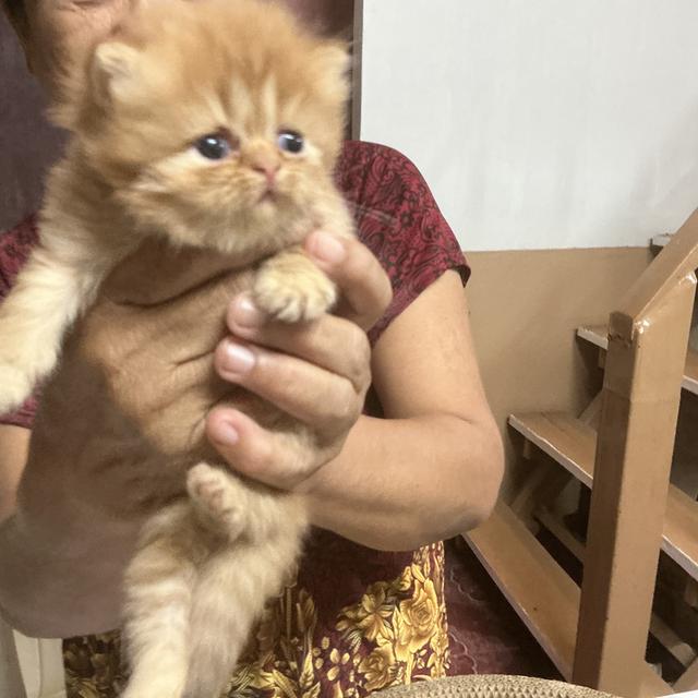 🌈ลูกแมวเปอร์เซียสายตรง ตาฟ้า น้องหน้าบี้หน้าหล่น และ หน้าตุ๊กตา เปิดกล้องดูน้องได้ สนใจสอบถามเน้นส่งถึงมือน้องปลอดภัยค่ะ รูปที่ 4