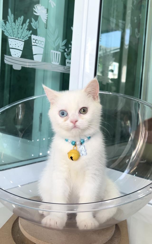 ดญ.ยูอา.            