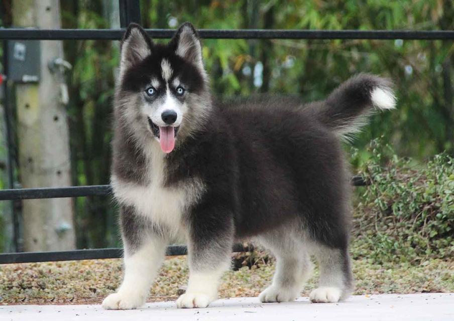 ไซบีเรียนแท้ เพศหญิง ไอดีไลน์ 0834718713