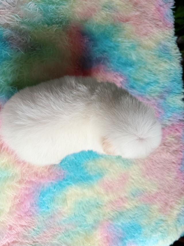 ชิสุผสมพุดเดิ้ล ผู้ สีขาวครีม พิกัดรามอินทรา 12