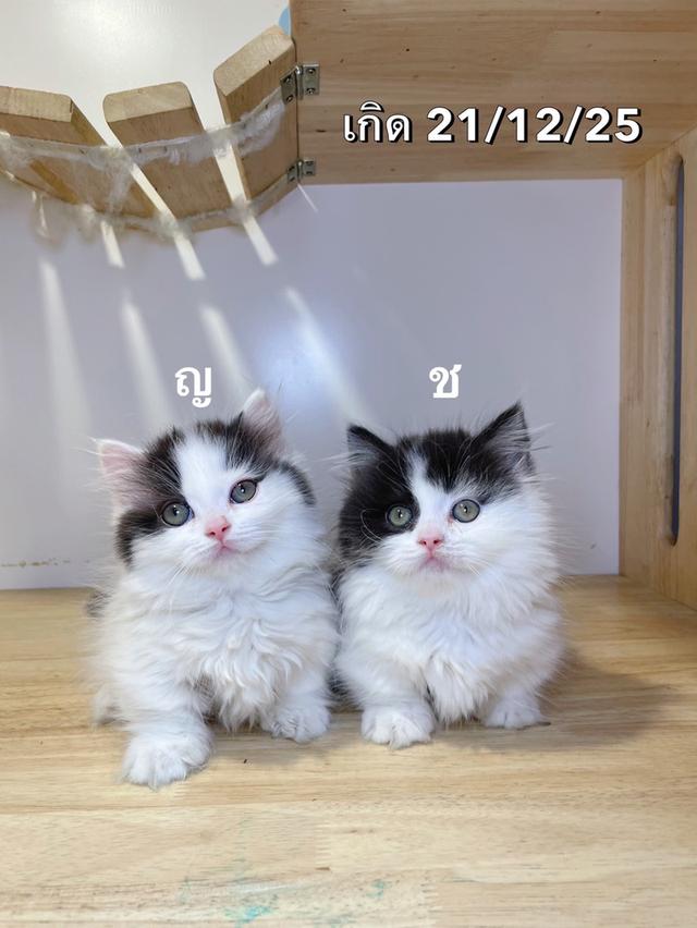 ลูกแมวมันช์กิ้นขาสั้น