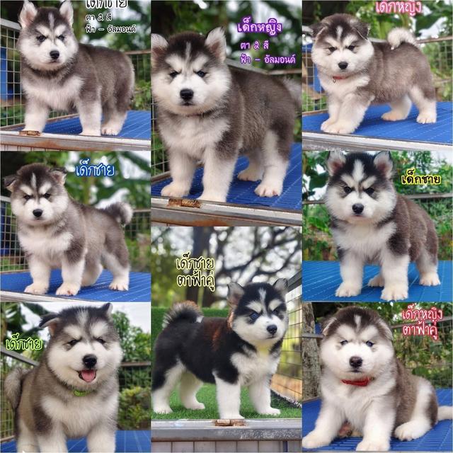 Siberian husky ไซบีเรียนฮัสกี้