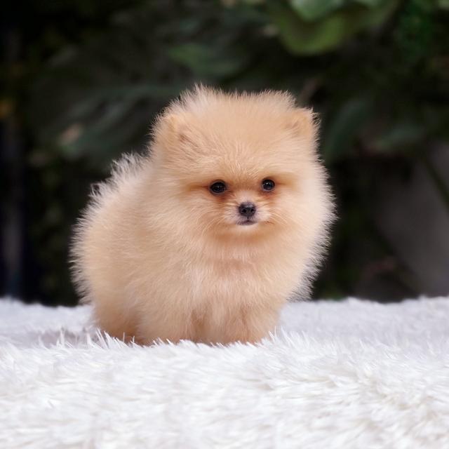 น้องไทเฮา ปอมทีคัพสีครีมเพศเมีย