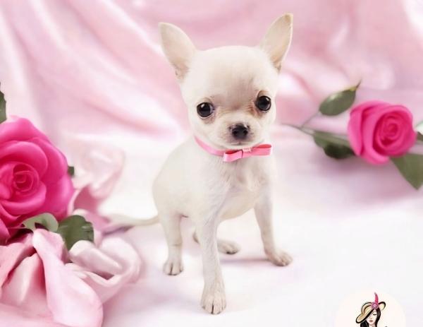 Rose girl