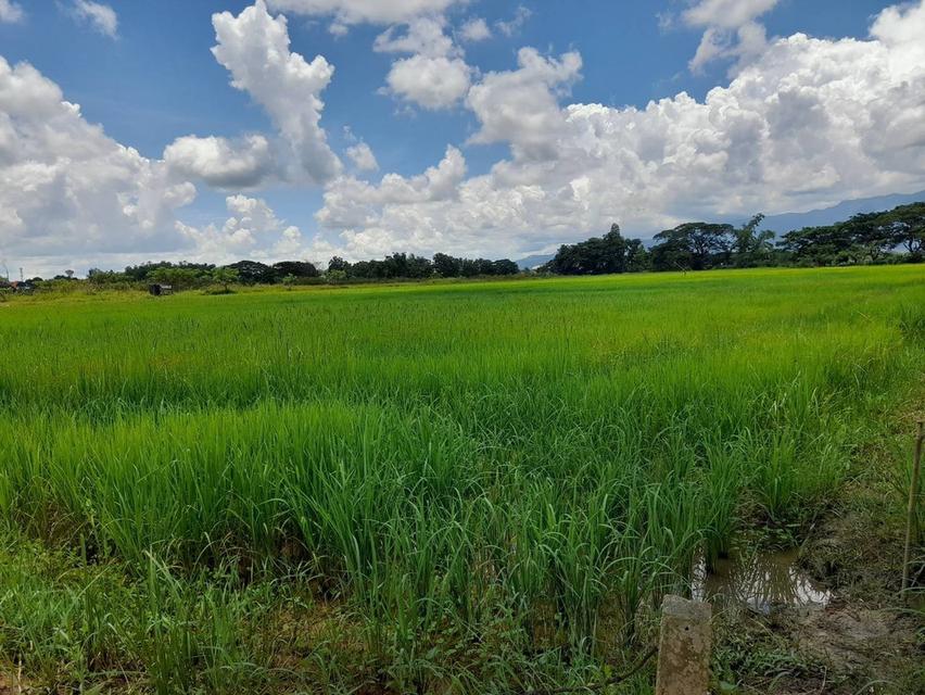 🔥ขายที่ดิน  ด่วนถูกสุด ในย่านนี้🔥🔥🔥 📍ที่ตั้ง : ต.ม่วงคำ อ.พาน จ.เชียงราย  📍เนื้อที่ : 3 ไร่ 1 งาน (82 ตร.วา) 5