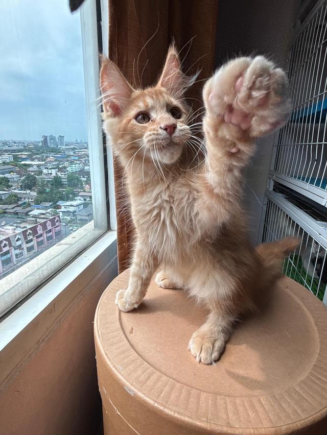 Maine Coon babies cats