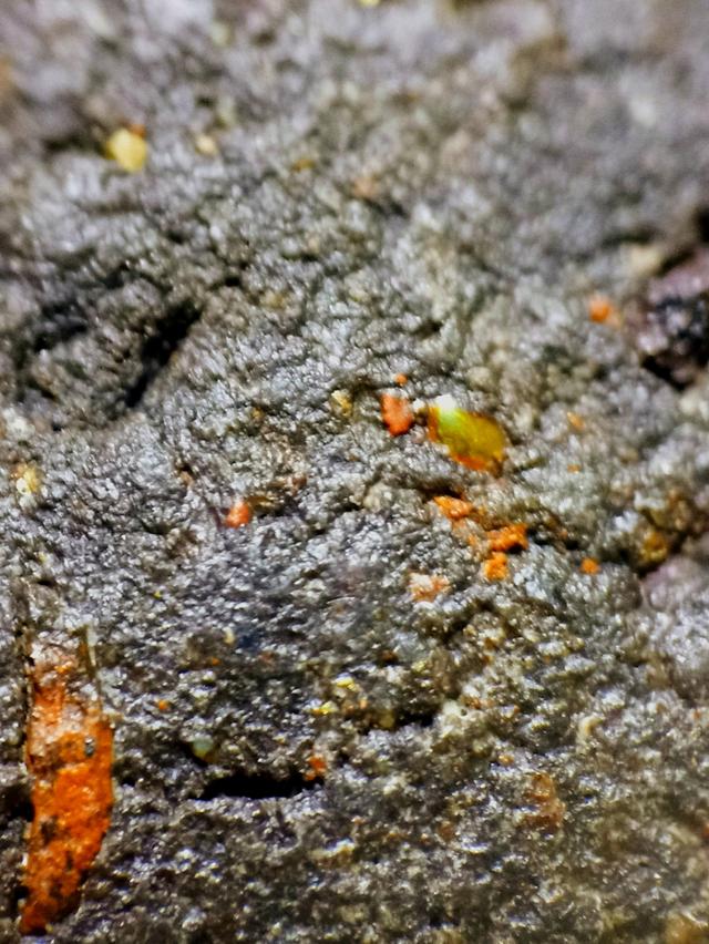 หลวงปู่ทวดเนื้อว่าน 2497 พิมพ์ชลูด 7