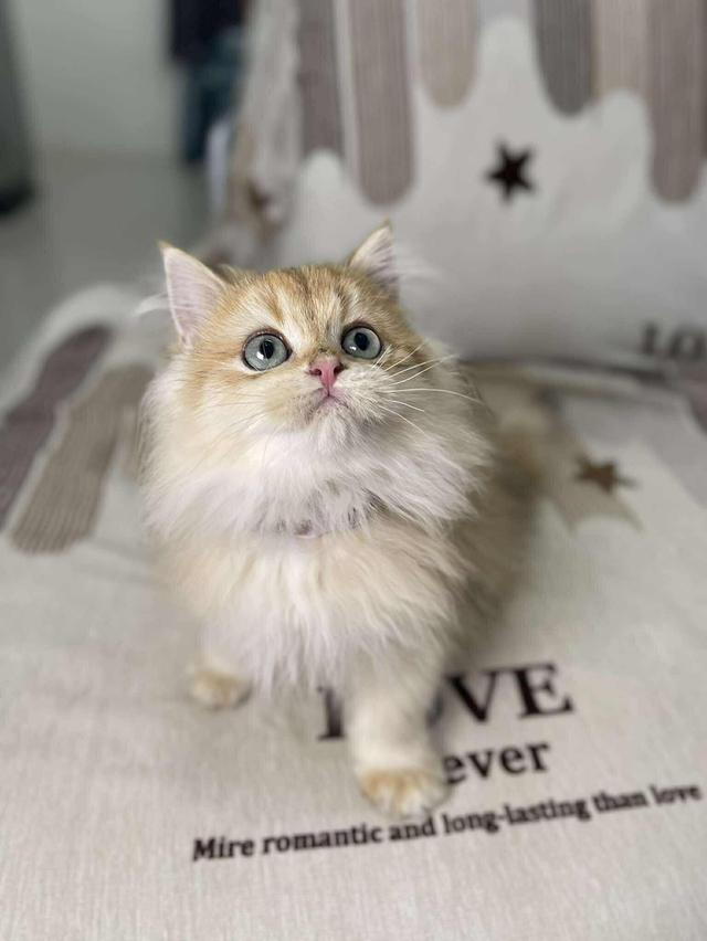 British Longhair WCF