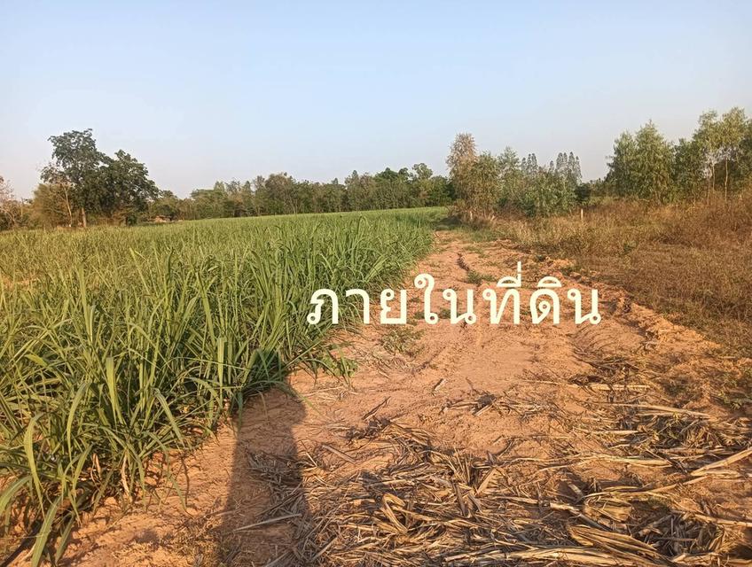 ขายที่ดิน 200 ตรว ต.กุดกว้าง อ.หนองเรือ ขอนแก่นห่างถนนใหญ่ 2 กม ขาย 1.5 แสน 7
