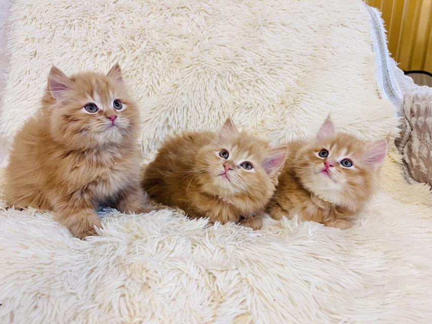 แมว เปอร์เซียสีส้ม สามสี รูปที่ 3