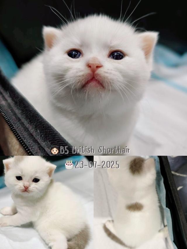 แมวบริติช 6